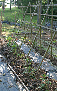 Mulched tomatoes grown on trellises