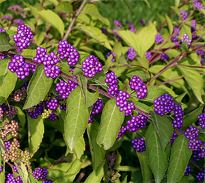 Callicarpa berries in September