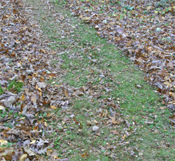 a mulching mower chops up the leaves and deposits small pieces on the lawn