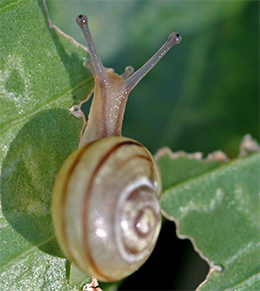 Snails can cause significant damage to hosta