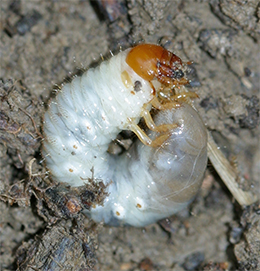 White grubs are one of the most common lawn pests in the US