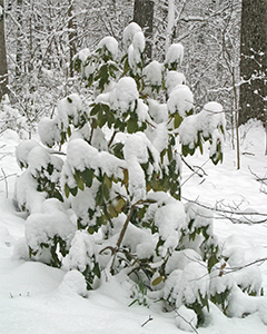 Rhododendron covered with fresh snow in March