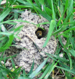 Solitary ground bee