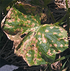 Disease in the garden can be reduced by practicing crop rotation.