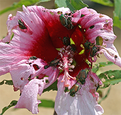 Japanese beetles shred a hibiscus flower.