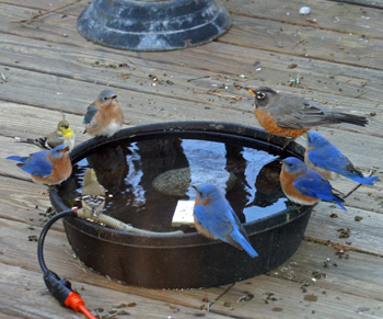 A variety of birds gather around the water