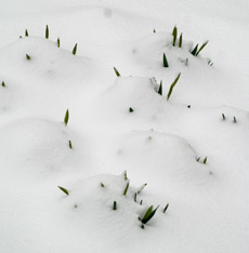 Daffodil foliage pokes out of the snow