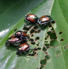 Japanese beetles feed on leaf tissue