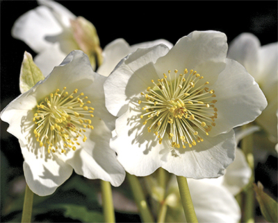 THe beautiful pure white flowers of Helleborus niger are a welcome sight in February.