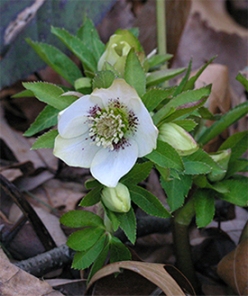 This attractive Helleborus orientalis has white flowers speckled with maroon.