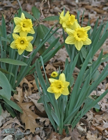 Early spring daffodils blooming in my garden.