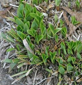 Now is the time to cut back certain evergreen plants like Liriope, Epimedium, and Helleborus.
