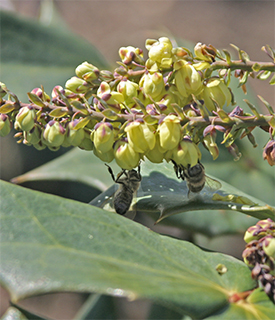 The honey bees were happily collecting nectar from the Mahonia flowers.