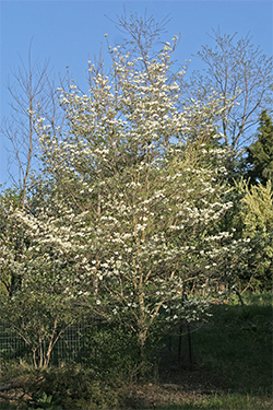 This dogwood growing in the open is heavily branched and has developed a fairly symmetrical crown.