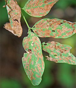 As the larvae feed, the mines eventually run together turning the whole leaf brown.