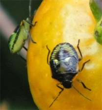 Green stink bugs are also very damaging to vegetable crops.