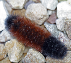 A woolly bear crosses the gravel driveway at the nursery.
