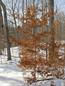 American beech retains leaves through most of winter.