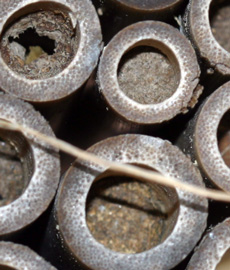 Nesting tubes plugged with dried mud