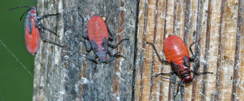 Boxelder bug nymphs