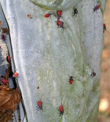 Boxelder bug nymphs swarm over a statue in the garden