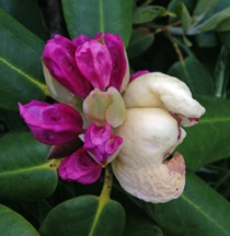 Azalea gall envelops part of a rhododendron flower