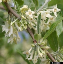 Pale yellow autumn olive flowers