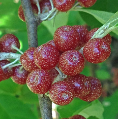 Deep red fruit is speckled with silvery scales