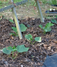 cucumber seedlings