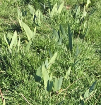 Grass invading iris