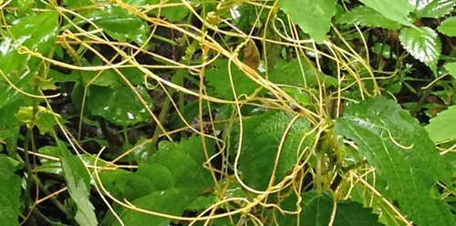 Common dodder covers some host plants