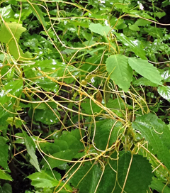 Common dodder (Cuscuta gronovii) covers some host plants