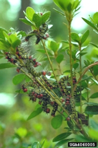 Azalea caterpillars feeding on azalea